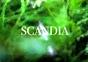 Scandia ~ Movie (QuickTime Format - Large)